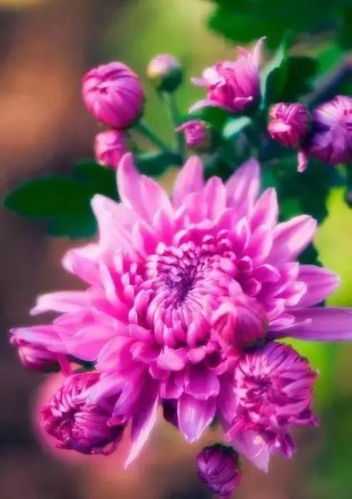 极品菊花欣赏,太美了 极品菊花欣赏,太美了