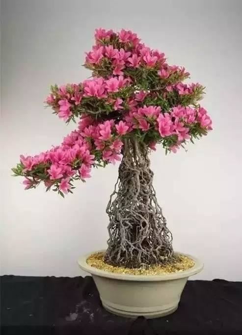 花中西施,太美了 花中西施,太美了