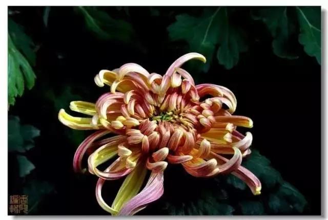 极品菊花欣赏,太美了 极品菊花欣赏,太美了