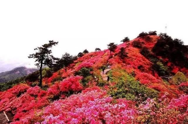 花中西施,太美了 花中西施,太美了