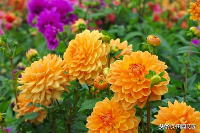 大丽花,栽培养护技巧!掌握这几点,花量多,花朵大,花色艳丽 大丽花,栽培养护技巧!掌握这几点,花量多,花朵大,花色艳丽