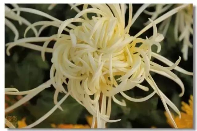 极品菊花欣赏,太美了 极品菊花欣赏,太美了