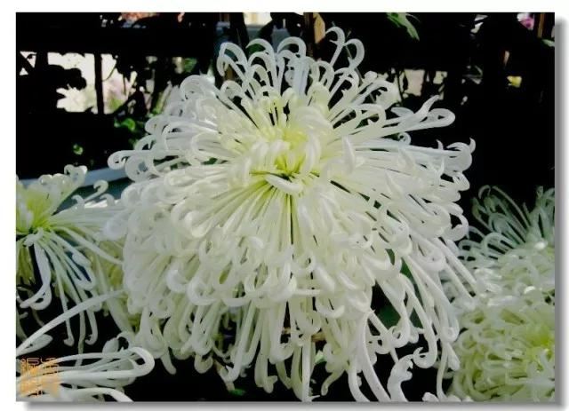 极品菊花欣赏,太美了 极品菊花欣赏,太美了