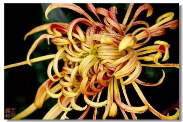 极品菊花欣赏,太美了 极品菊花欣赏,太美了