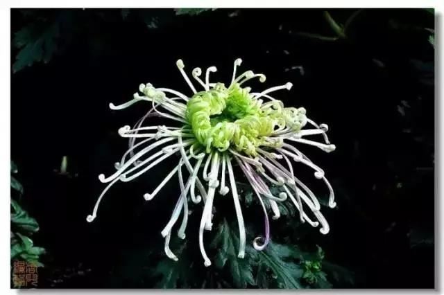 极品菊花欣赏,太美了 极品菊花欣赏,太美了