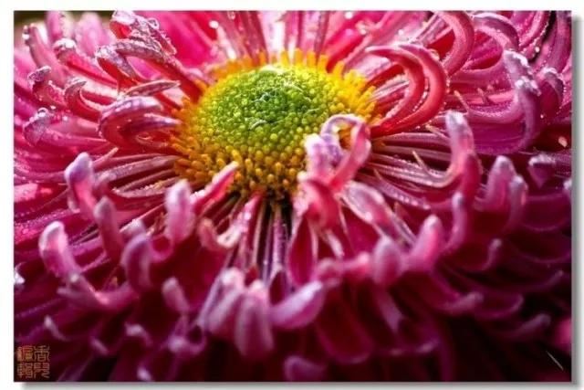 极品菊花欣赏,太美了 极品菊花欣赏,太美了