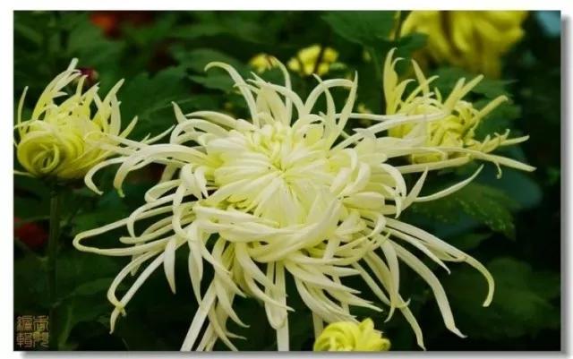 极品菊花欣赏,太美了 极品菊花欣赏,太美了