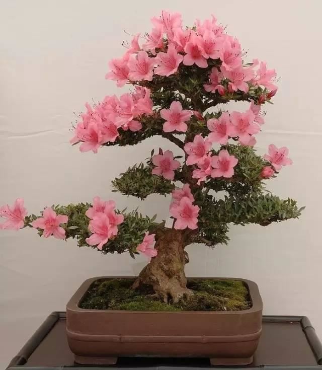 花中西施,太美了 花中西施,太美了