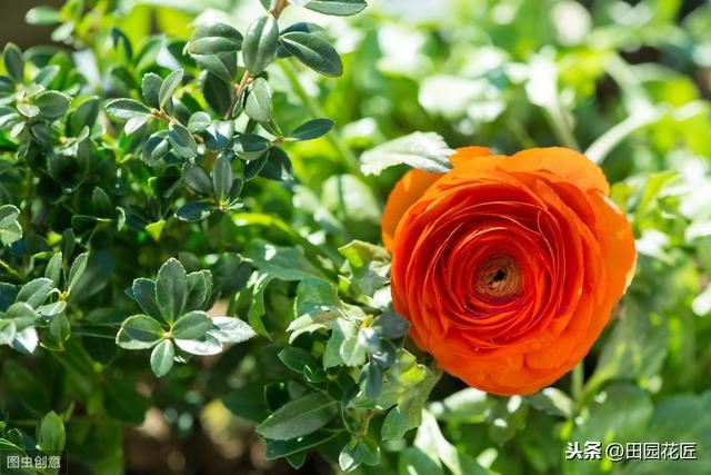 花毛茛块根种植方法,简单几步,白根芽点冒不停 花毛茛块根种植方法,简单几步,白根芽点冒不停