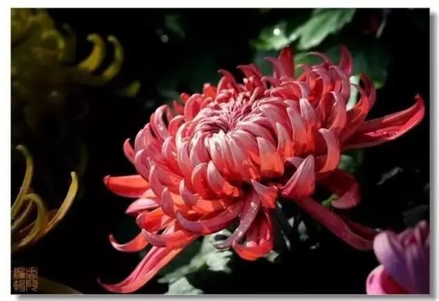 极品菊花欣赏,太美了 极品菊花欣赏,太美了