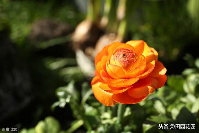 花毛茛块根种植方法,简单几步,白根芽点冒不停 花毛茛块根种植方法,简单几步,白根芽点冒不停