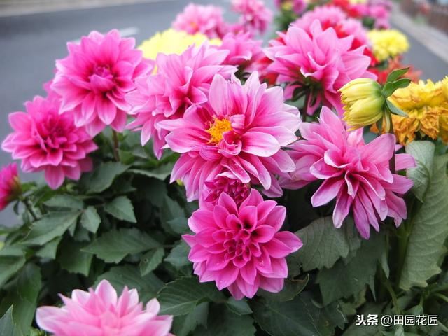 大丽花,栽培养护技巧!掌握这几点,花量多,花朵大,花色艳丽 大丽花,栽培养护技巧!掌握这几点,花量多,花朵大,花色艳丽