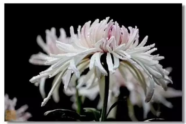 极品菊花欣赏,太美了 极品菊花欣赏,太美了