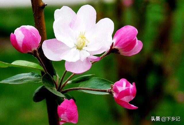三月,花开的季节 三月,花开的季节