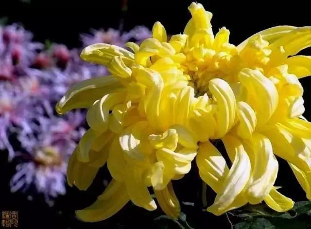 极品菊花欣赏,太美了 极品菊花欣赏,太美了