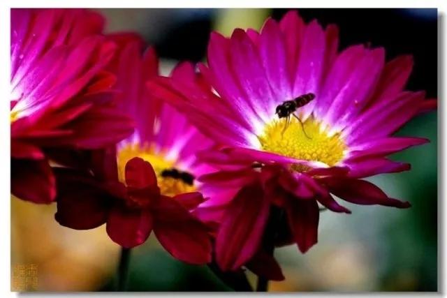 极品菊花欣赏,太美了 极品菊花欣赏,太美了