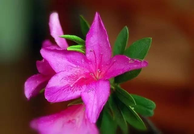 花中西施,太美了 花中西施,太美了