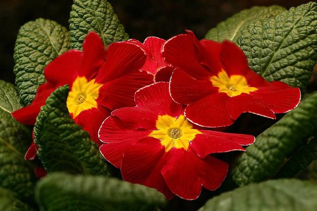 “报春花”色多花艳好打理,做好这“5点”,春节爆满盆 “报春花”色多花艳好打理,做好这“5点”,春节爆满盆