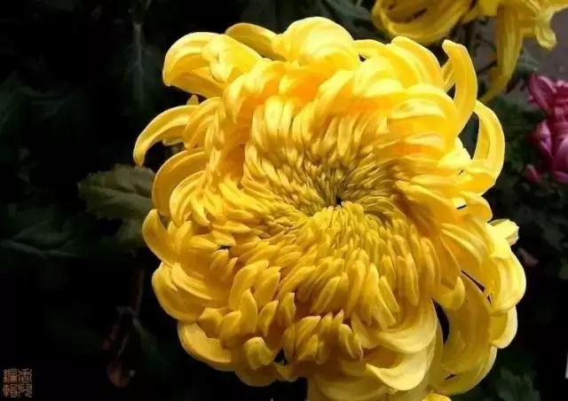 极品菊花欣赏,太美了 极品菊花欣赏,太美了