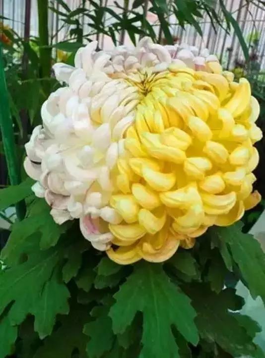 极品菊花欣赏,太美了 极品菊花欣赏,太美了