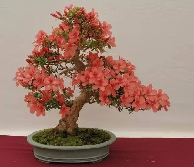 花中西施,太美了 花中西施,太美了