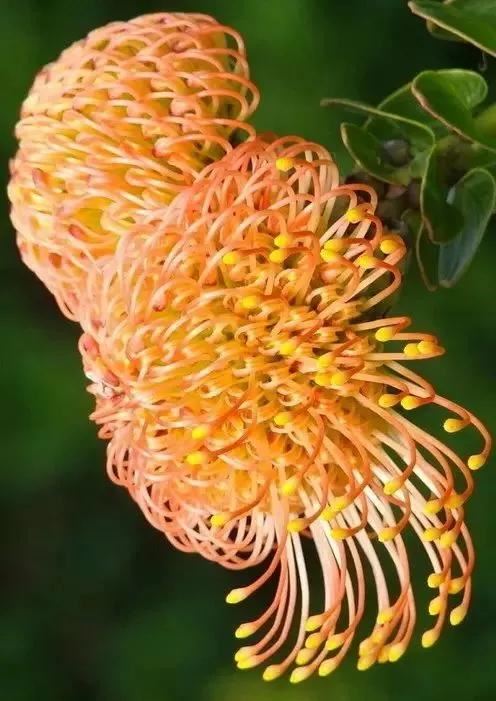 极品菊花欣赏,太美了 极品菊花欣赏,太美了