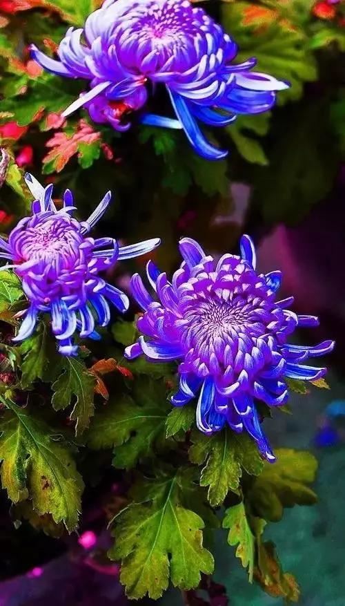 极品菊花欣赏,太美了 极品菊花欣赏,太美了