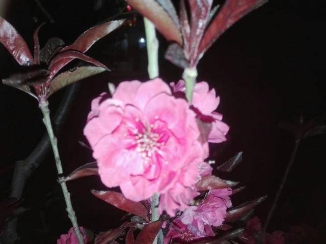 灿若云霞的碧桃花,做好这7点,盆栽碧桃早春开花美美哒 灿若云霞的碧桃花,做好这7点,盆栽碧桃早春开花美美哒