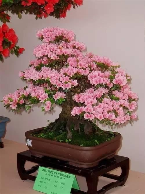 花中西施,太美了 花中西施,太美了