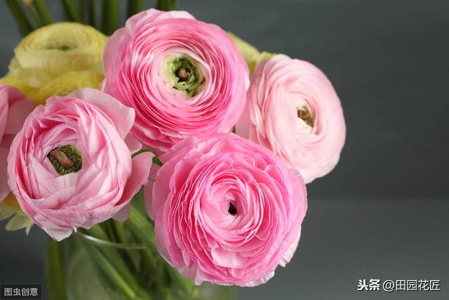 花毛茛块根种植方法,简单几步,白根芽点冒不停 花毛茛块根种植方法,简单几步,白根芽点冒不停