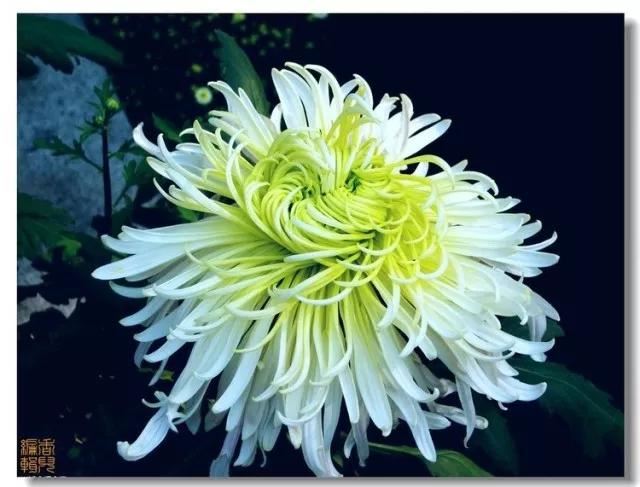 极品菊花欣赏,太美了 极品菊花欣赏,太美了