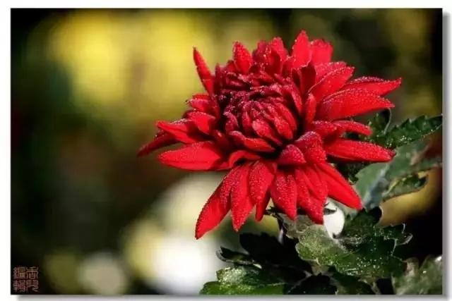 极品菊花欣赏,太美了 极品菊花欣赏,太美了