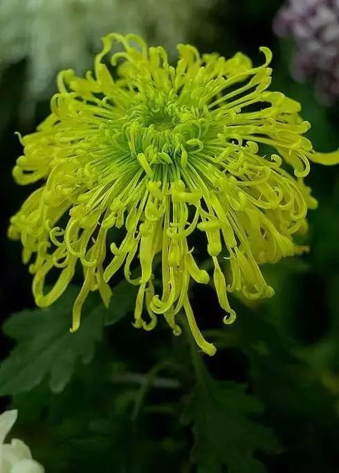 极品菊花欣赏,太美了 极品菊花欣赏,太美了