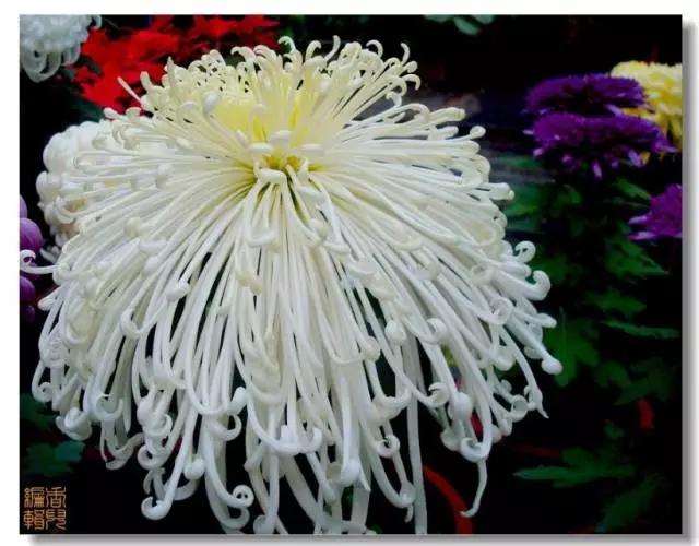 极品菊花欣赏,太美了 极品菊花欣赏,太美了