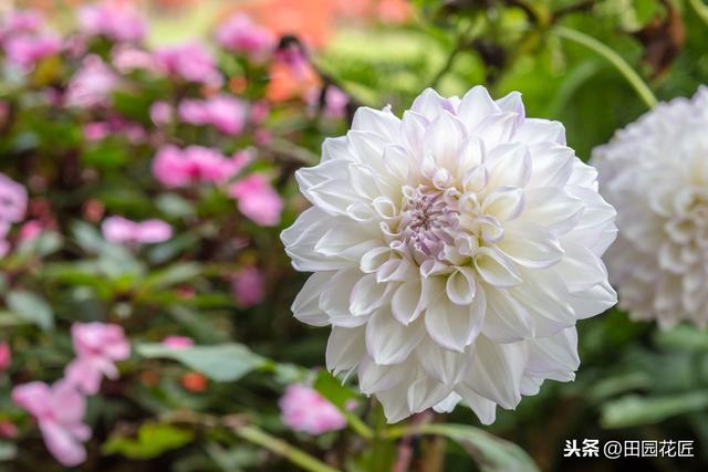 大丽花,栽培养护技巧!掌握这几点,花量多,花朵大,花色艳丽 大丽花,栽培养护技巧!掌握这几点,花量多,花朵大,花色艳丽