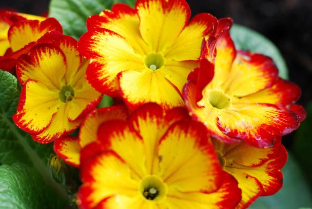 “报春花”色多花艳好打理,做好这“5点”,春节爆满盆 “报春花”色多花艳好打理,做好这“5点”,春节爆满盆