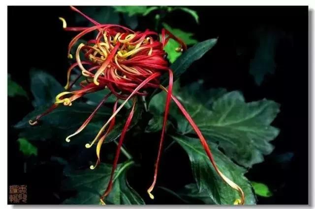 极品菊花欣赏,太美了 极品菊花欣赏,太美了