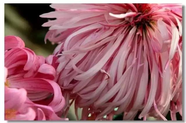 极品菊花欣赏,太美了 极品菊花欣赏,太美了