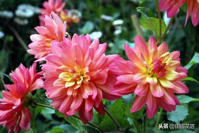 大丽花,栽培养护技巧!掌握这几点,花量多,花朵大,花色艳丽 大丽花,栽培养护技巧!掌握这几点,花量多,花朵大,花色艳丽