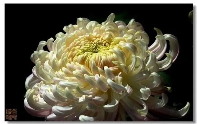 极品菊花欣赏,太美了 极品菊花欣赏,太美了