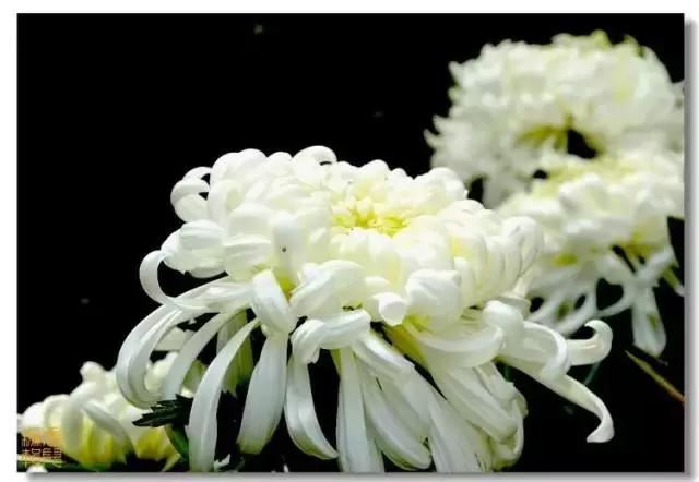 极品菊花欣赏,太美了 极品菊花欣赏,太美了