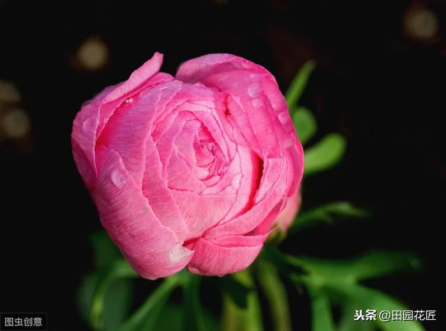 花毛茛块根种植方法,简单几步,白根芽点冒不停 花毛茛块根种植方法,简单几步,白根芽点冒不停