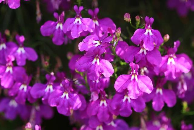 六倍利，花量比满天星多，这些知识掌握好，轻松开半年一开就爆盆