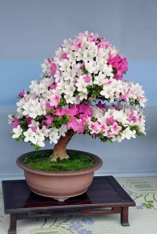 花中西施,太美了 花中西施,太美了