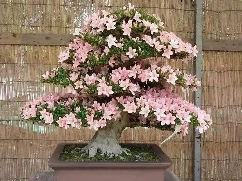 花中西施,太美了 花中西施,太美了