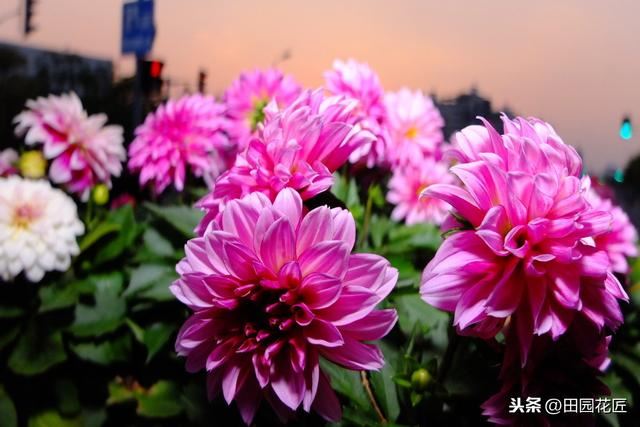 大丽花,栽培养护技巧!掌握这几点,花量多,花朵大,花色艳丽 大丽花,栽培养护技巧!掌握这几点,花量多,花朵大,花色艳丽