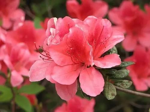 花中西施,太美了 花中西施,太美了