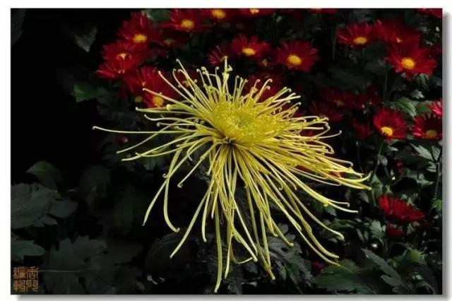 极品菊花欣赏,太美了 极品菊花欣赏,太美了