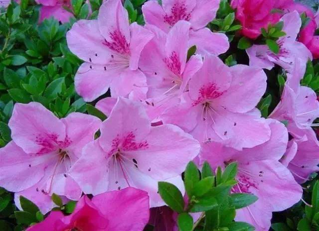 花中西施,太美了 花中西施,太美了