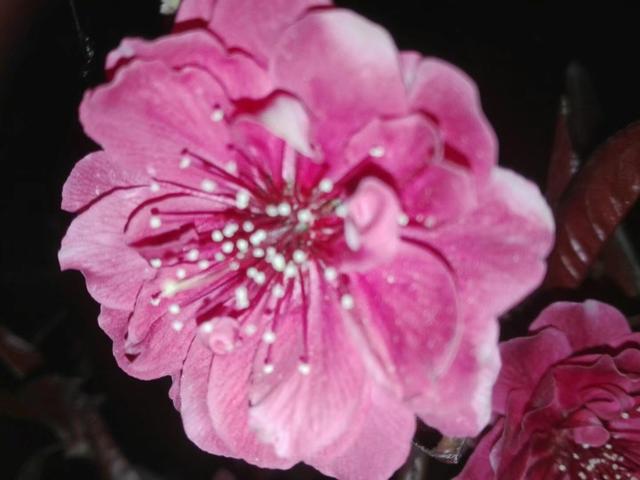 灿若云霞的碧桃花,做好这7点,盆栽碧桃早春开花美美哒 灿若云霞的碧桃花,做好这7点,盆栽碧桃早春开花美美哒